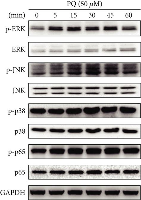 MAPK/NF-κB signaling pathway activation by PQ exposure. (a) Cells were ...