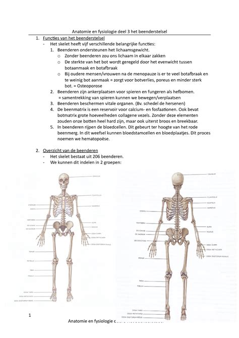 Anatomie En Fysiologie Deel Het Beenderstelsel Anatomie En