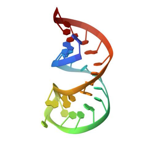 RCSB PDB 8BWT Structure Of A Symmetrical Internal Loop Motif With