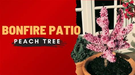 Bonfire Patio Peach Tree Prunus Persica Bonfire TinyLeaf YouTube