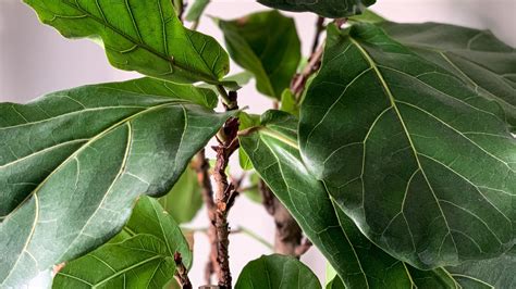fiddle leaf fig tree growing conditions  gary ward blog