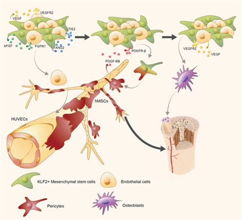 KLF2+ stemness maintains human mesenchymal stem cells in bone ...