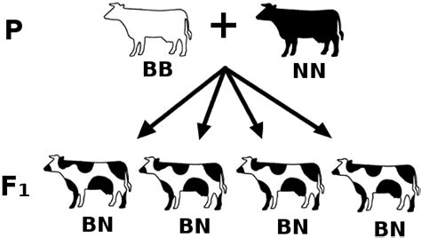 Codominância Genetica - BIOLOGÍA II: CONCEPTOS DE VARIACIÓN GENÉTICA, DOMINANCIA INCOMPLETA ...