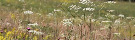 Pflanze Des Monats Echte Goldnessel Stiftung Naturschutz Berlin