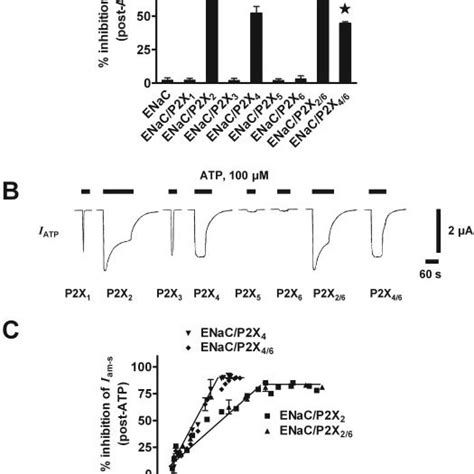 Mechanisms Of P X Mediated Inhibition Of Enac Currents A Histogram