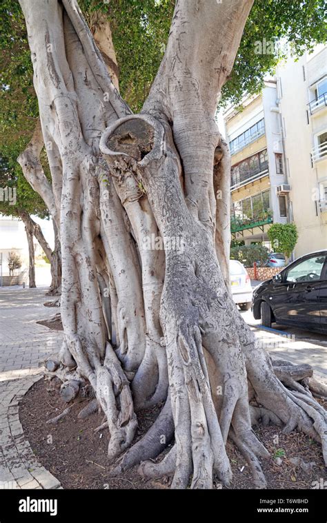 Ficus Benjamina Commonly Known As Weeping Fig Benjamin Fig Or Ficus