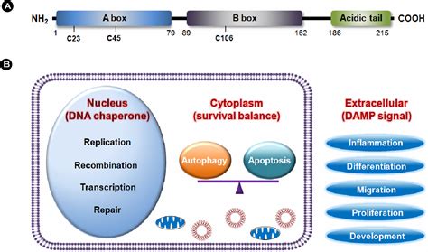 Figure 1 From Current Understanding Of Hmgb1 Mediated Autophagy