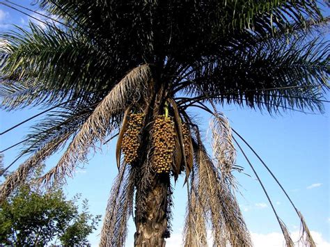 Macaúba é uma palmeira aproveitada desde os frutos até a madeira