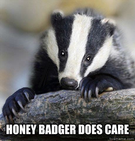 46 Honey badger meme ideas | honey badger, badger, honey badger meme