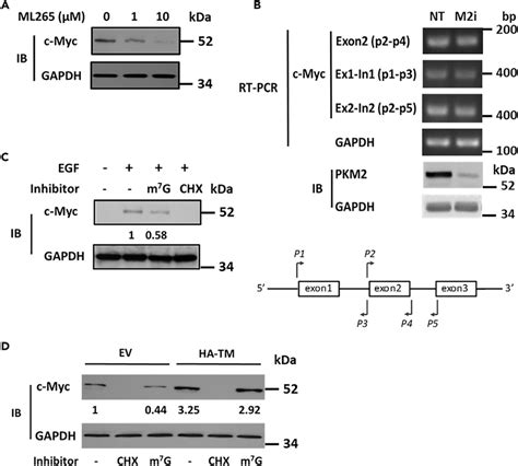 PKM2 Regulates C Myc Expression Via Translational Control A Cellular