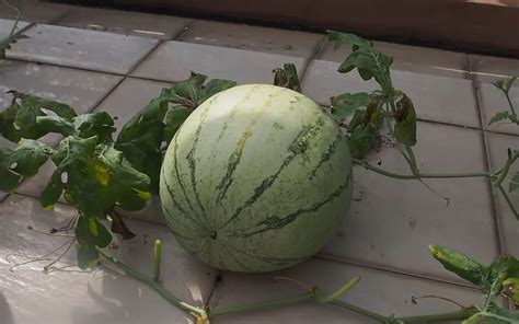 How To Easily Grow Watermelons At Home In Containers