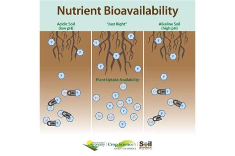 Soil Phosphorus Availability And Lime More Than Just Ph