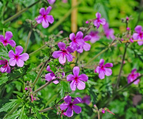 Best hardy geranium varieties – 15 classic cranesbills…