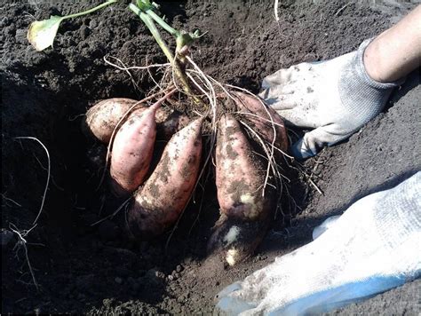 Батат. Клубни батата. - куплю. Ціна 25 продам Батат. Клубни батата ...