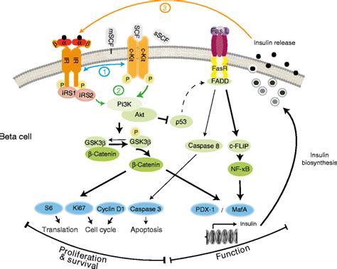 A Survival Kit For Pancreatic Beta Cells Stem Cell Factor And C Kit