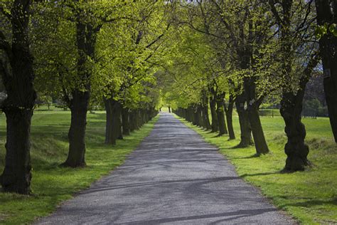 Beautiful Perspective Golden Alley Of Lime Trees In Spring Stock Photo