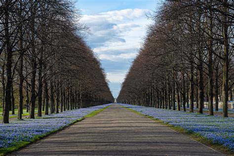 Hannover Scilla Bl Te In Der Herrenh User Allee Petra Blumenberg