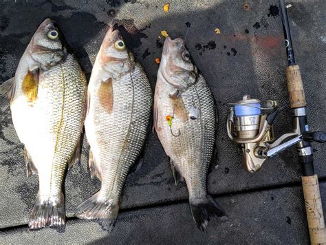 Fishing For White Perch | FishTalk Magazine