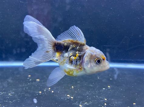 New Oranda Goldfish! - General Discussion - C.A.R.E.