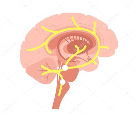 Vía de serotonina en el cerebro Vector de stock por Pikovit 514213078