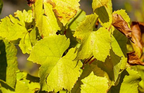 Qu Est Ce Que La Chlorose Ferrique Modo Jardin