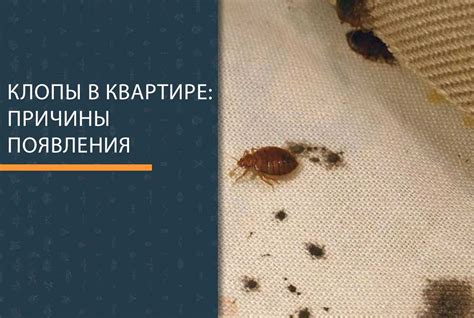 Как избавиться от постельных клопов в квартире в домашних условиях