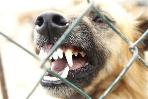 Roma Bimba Di Un Anno Morsa Dal Suo Cane Sfregiata Quaranta Punti Al