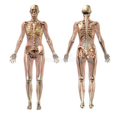 Female Skeleton With Transparent Muscles - With Clipping Path Stock Illustration - Image: 450882