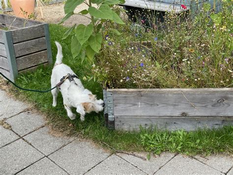 NoseWork Opstart Bagsværd Hundecenter