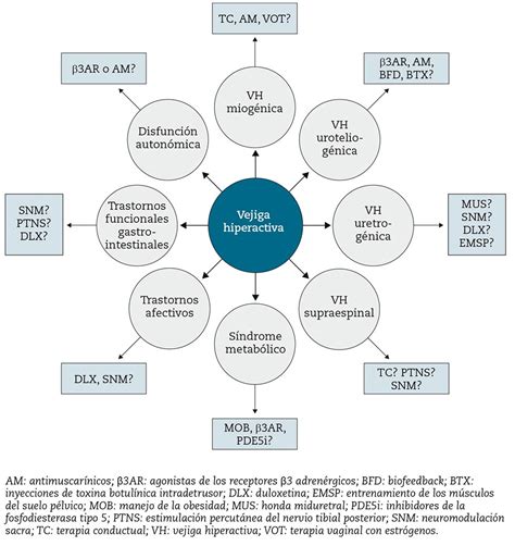 Actualización En La Fisiopatología De La Vejiga Hiperactiva En El
