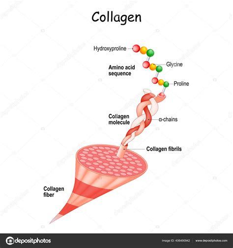 Collagen Anatomy Structure Collagen Fibers Fibrils Molecule Chains ...