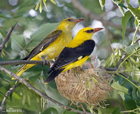 Golden Oriole Photos Golden Oriole Images Nature Wildlife Pictures