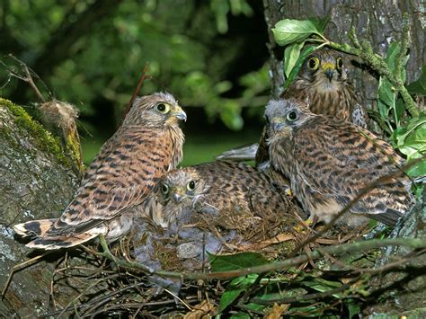 Kestrel Nesting In The Uk Birdfact