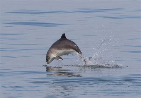 Harbour Porpoise – Springtide Whale Watching