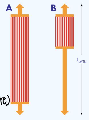 Kines 384 Final Exam Flashcards | Quizlet 