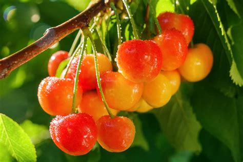 Rainier Cherries Nutrition And Benefits Food And Mood Dietitian