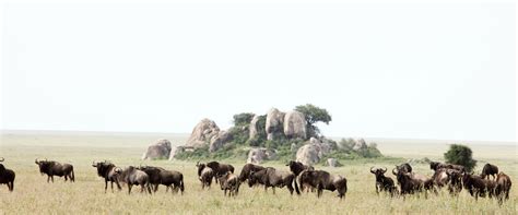 Serengeti Migration - The Luxury Safari Company