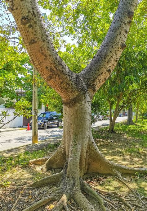 Huge Beautiful Kapok Tree Ceiba Tree With Spikes In Mexico Stock Photo