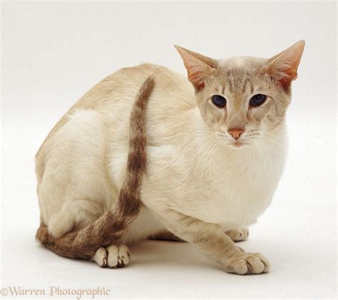 Lilac Tabby Point Siamese Male Cat Photo Oriental Shorthair Cats