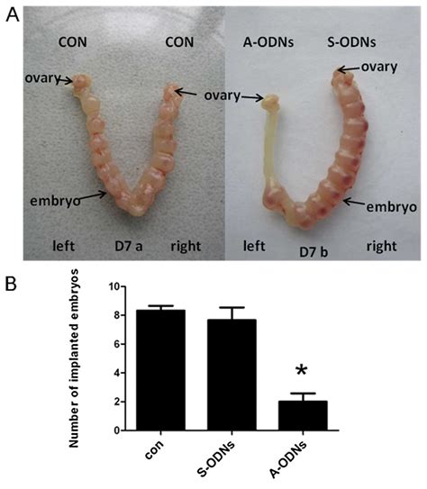 Characterization Of Ik Cytokine Expression In Mouse Endometrium During