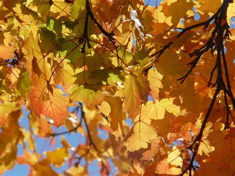 Kostenlose Foto Baum Natur Ast Sonnenlicht Blatt Laub Orange