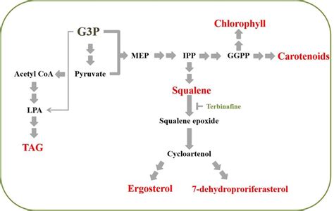 Simplified Pathways For Sterol Pigment And Triacylglycerol Synthesis