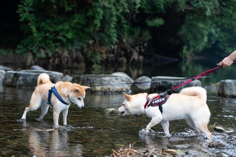 Shiba Inu En Una Ruta De Senderismo Vista De Cerca Del Lindo Perro De