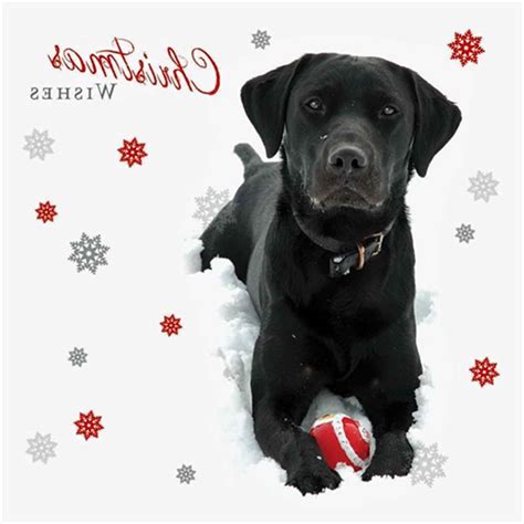 Black Labrador Christmas Cards