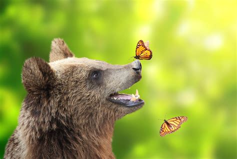 3 Stocks Built to Thrive in a Bear Market | The Motley Fool