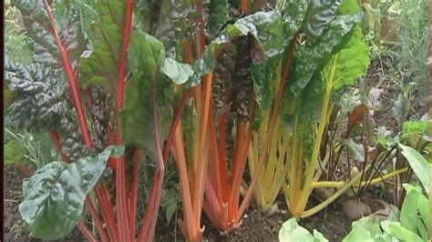 Les Jardins De Pomone Beta Vulgaris Subsp Cicla Bette Ou Blette