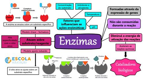 Mapa Mental De Enzimas