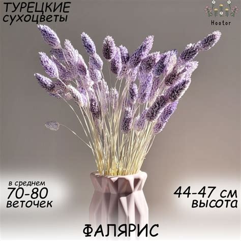 Сухоцветы Фаларис, Фалярис, 55 см, 80 гр купить по выгодной цене в ...