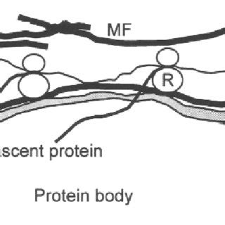 A Model Depicting The Protein Body Microfilament Ribosome Interactions