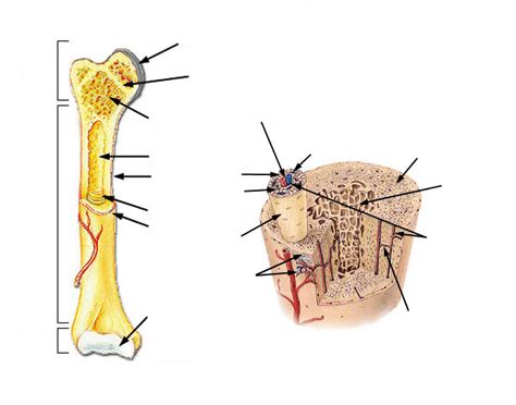 Bone Anatomy Quiz